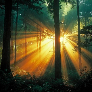 Deep forest light rays through trees in indie aesthetic, evoking a serene, mystical vibe for nature-loving profile pictures.