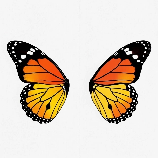Monarch Butterfly Wings One Wing Each Minimalist PFPs